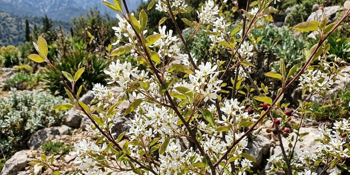 Amelanchier parviflora: Business, Harvesting & Agricultural Importance